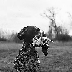 photo "GSP - German Shorthaired Pointer"