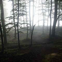 photo "Foggy cliff"