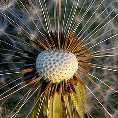 photo "Evening dandelion"