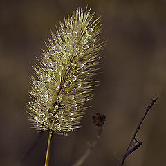 photo "Remains of Rain"