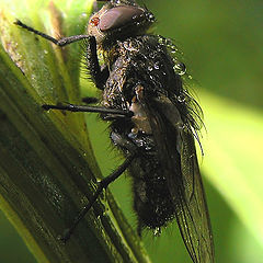 photo "The fly in dew"