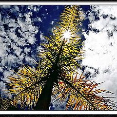 фото "Coqueirinho"