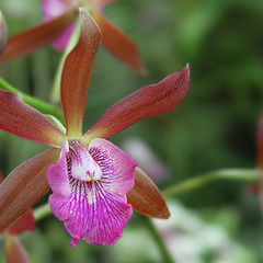 photo "Orchidee"