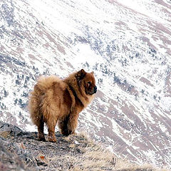 photo "Master of mountain"