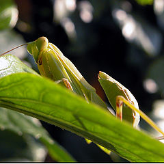 photo "Resting on the leaf!!"