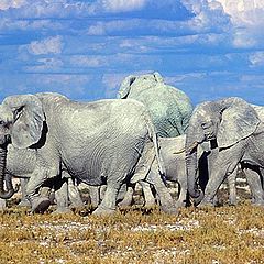 photo "Elephants"