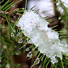 photo "Winters sad tear..."