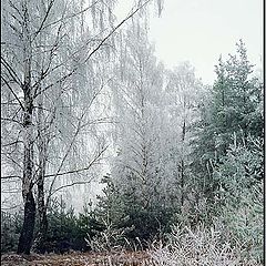 фото "Первый мороз"