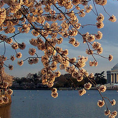 photo "Cherry Blossoms"