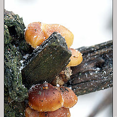 photo "Mushrooms"