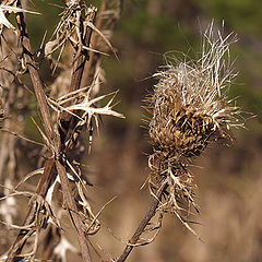 photo "Crossed Intentions"