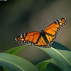 фото "Danaus plexippus"