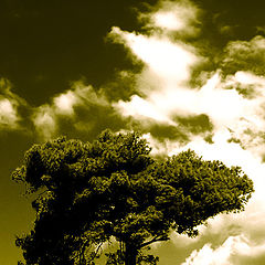 photo "Clouds or tree"