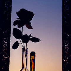 photo "A rose on a background of sunset"