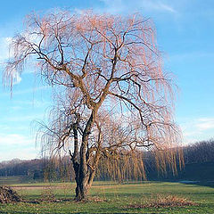 фото "Willow Tree"