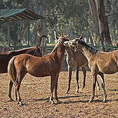 фото "Having a meeting"