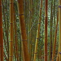 photo "Bamboo Forest"