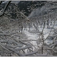 photo "Going Through The Winter"