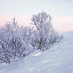 photo "Morning of new year"