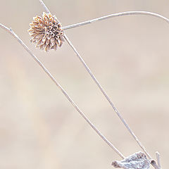 photo "Winters Small Offerings"