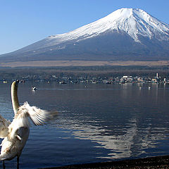 фото "Bird Enjoying View"