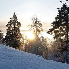 фото "Морозный зимний лес..."