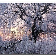 photo "White Pussy Willow"