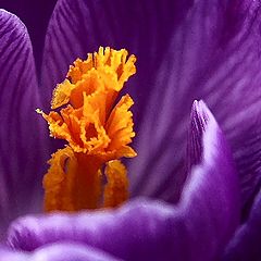 photo "violetta"