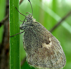 photo "Coenonympha"