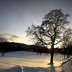 photo "Winter etude II on Dragvoll"