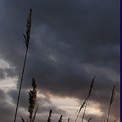 photo "Reed Sunset"