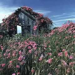 photo "Rose Shed"