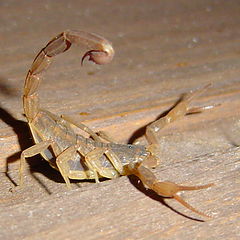 фото "Scorpion"