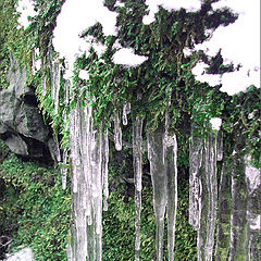 photo "Moss fingers"