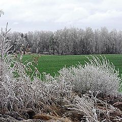 photo "First frost #2"