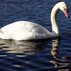 photo "A Swan"