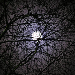 photo "The moon has got confused in branches"