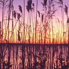 фото "Cattails At Dawn"