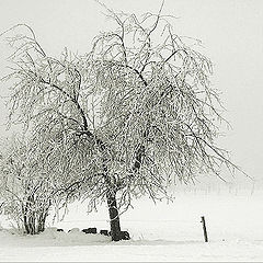 photo "snow in my heart"