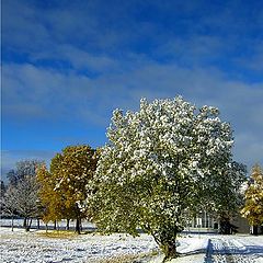 фото "First snow on Dragvoll"