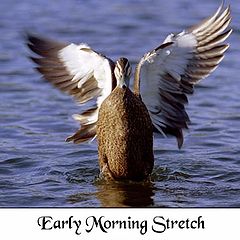 фото "Early morning Stretch"