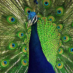 photo "Peacock"