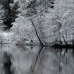 photo "silent in white"