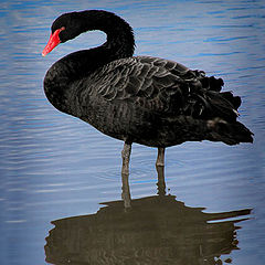 photo "Black Swan"