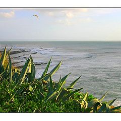 photo "Fly on the Coast"