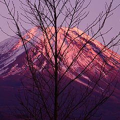 photo "Purple Fuji"