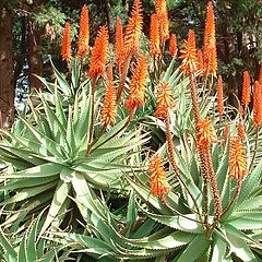 photo "Winter Flowering In Israel"