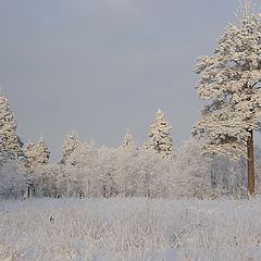 фото "Морозный зимний лес..."