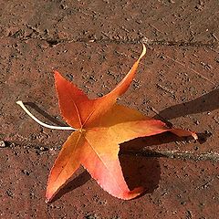 photo "An Autumn Leaf"