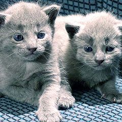 photo "Brothers"